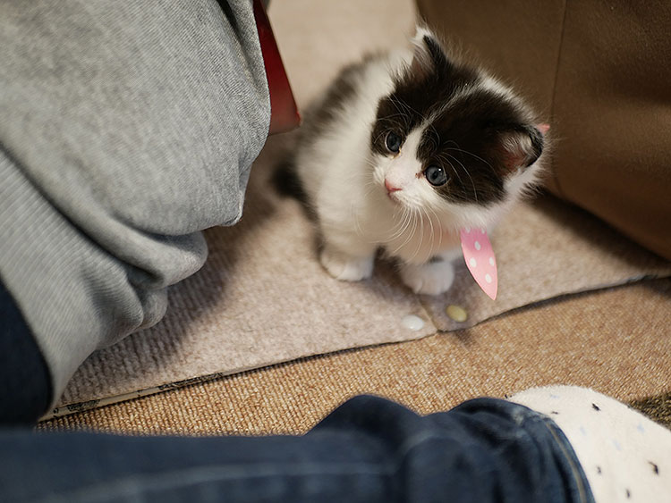 ネコかふぇ　猫日和　子猫かわいい